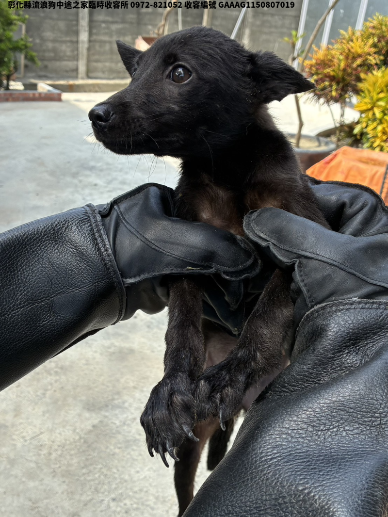 領養小型黑色母犬