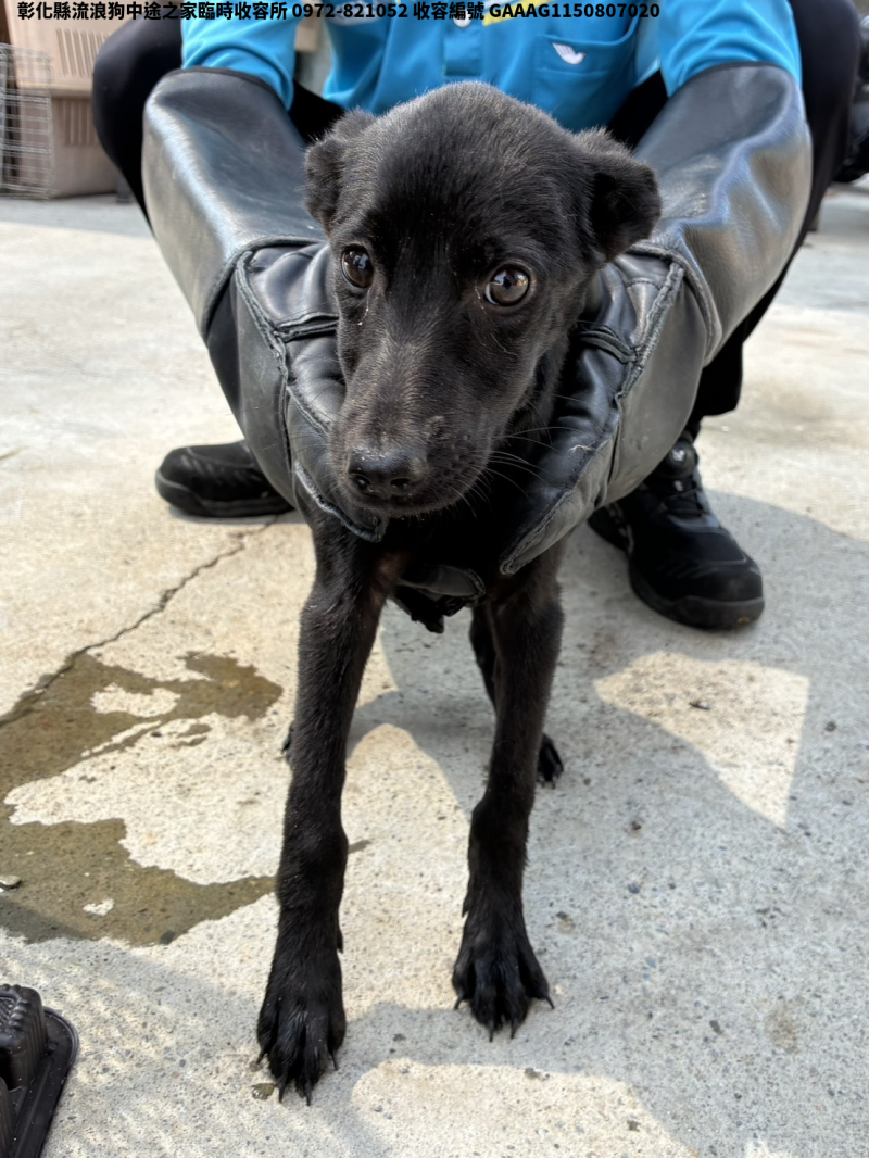領養小型黑色母犬