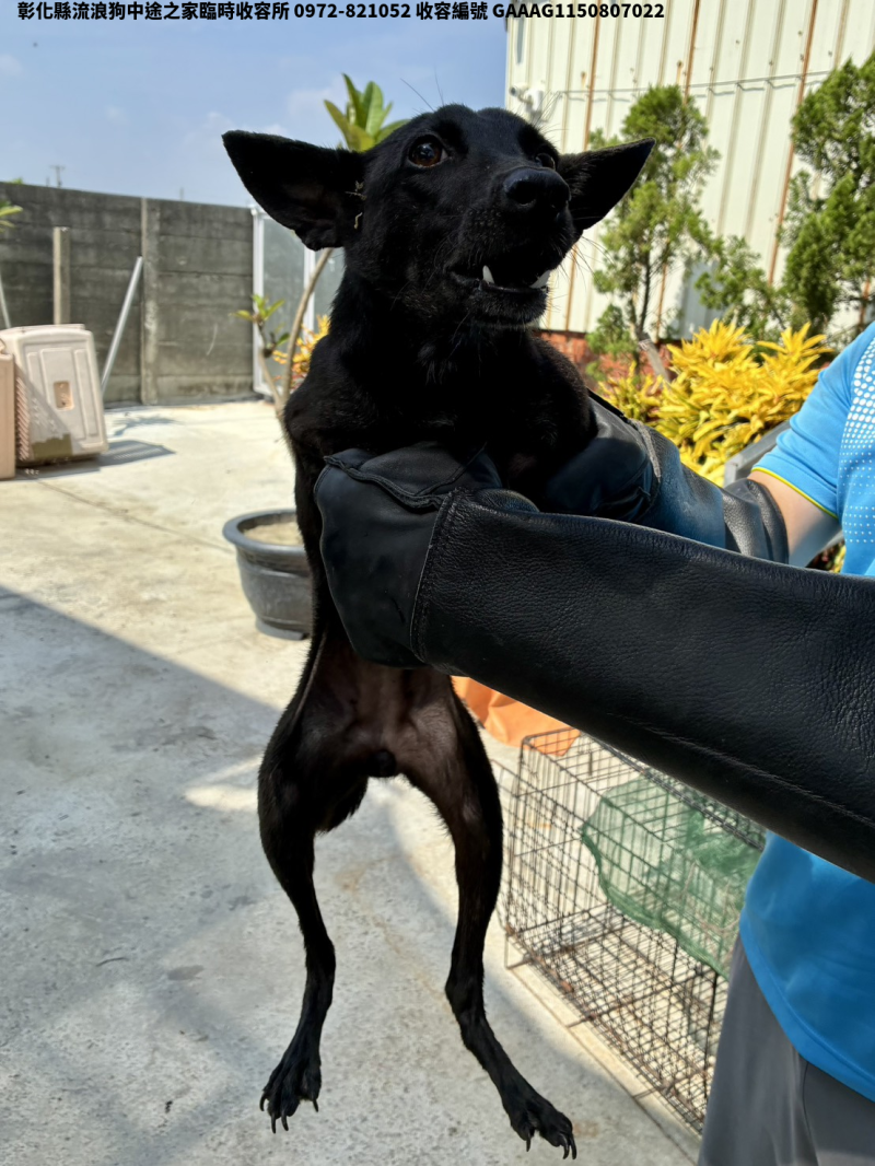 領養小型黑色母犬