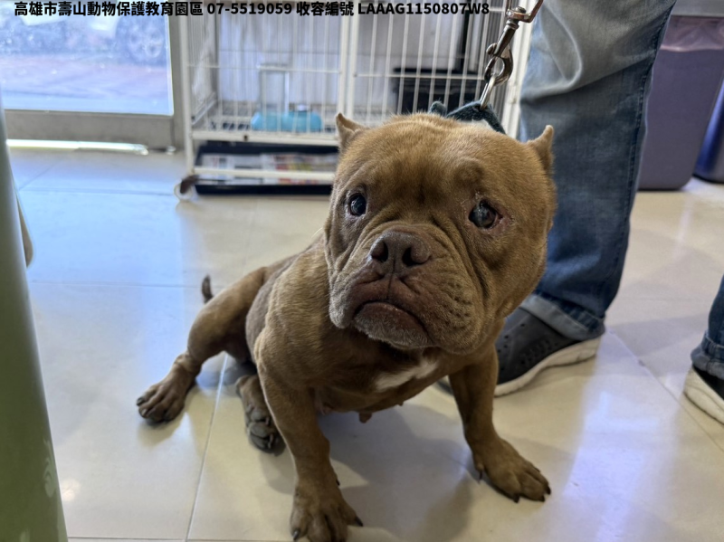 領養中型棕色母犬