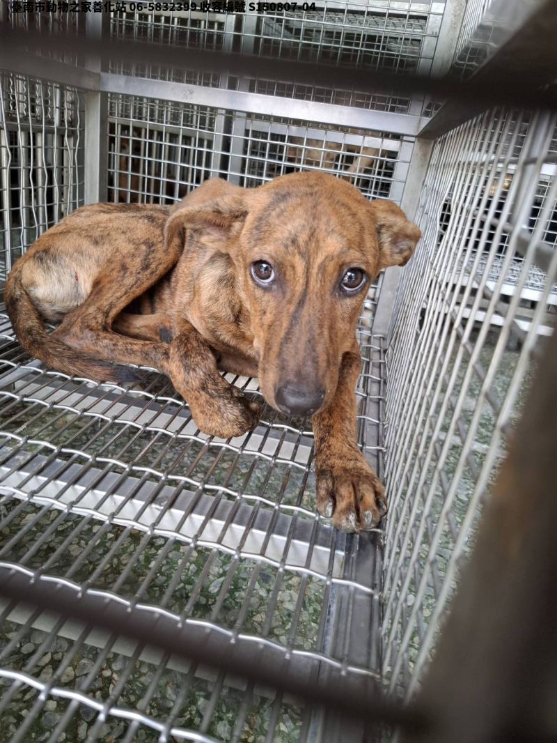 領養中型虎斑色公犬