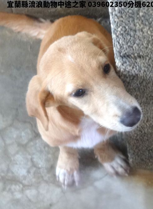 領養大型黃色公犬