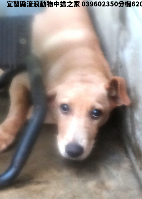 領養中型黃色公犬