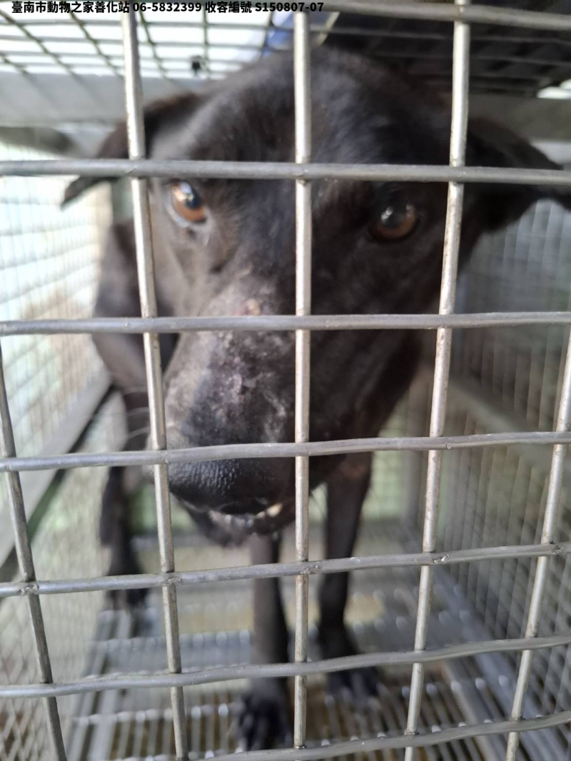 領養中型黑色公犬