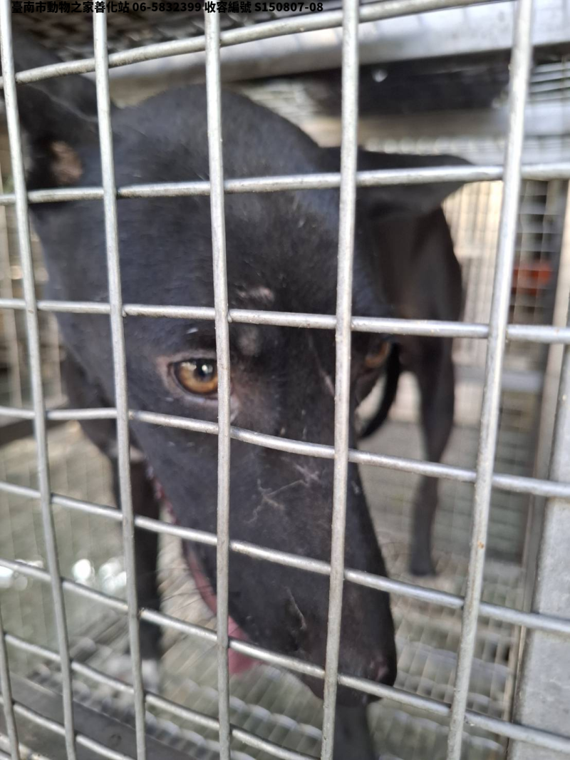 領養中型黑色母犬