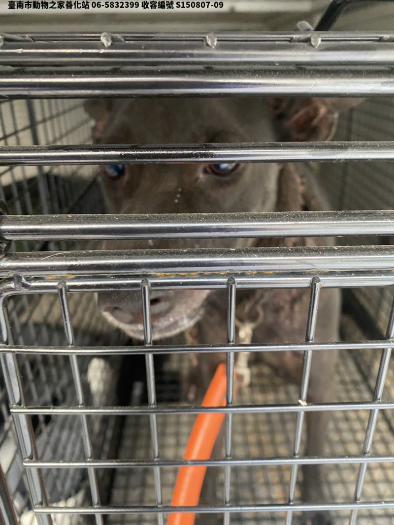 領養中型黑色公犬