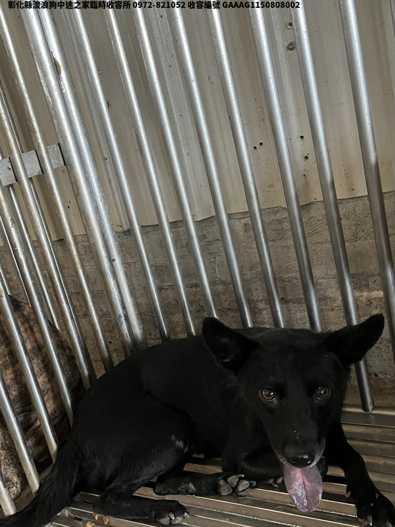 領養中型黑色母犬