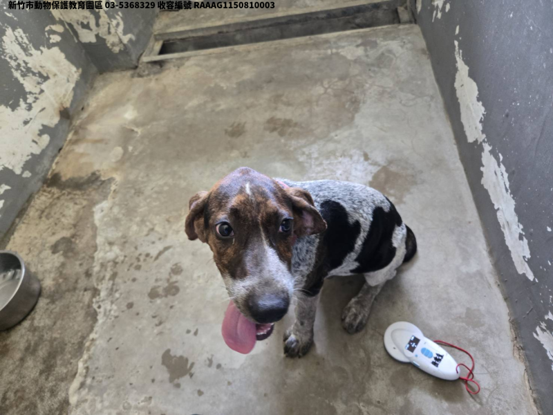 領養中型花色公犬