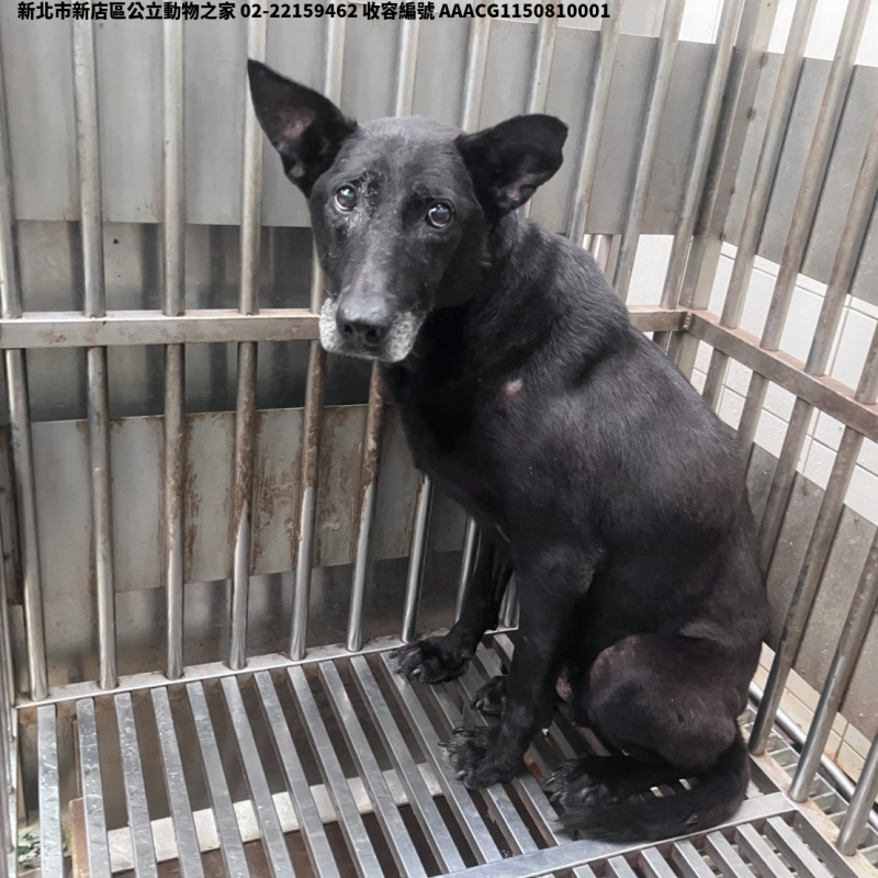 領養大型黑色母犬