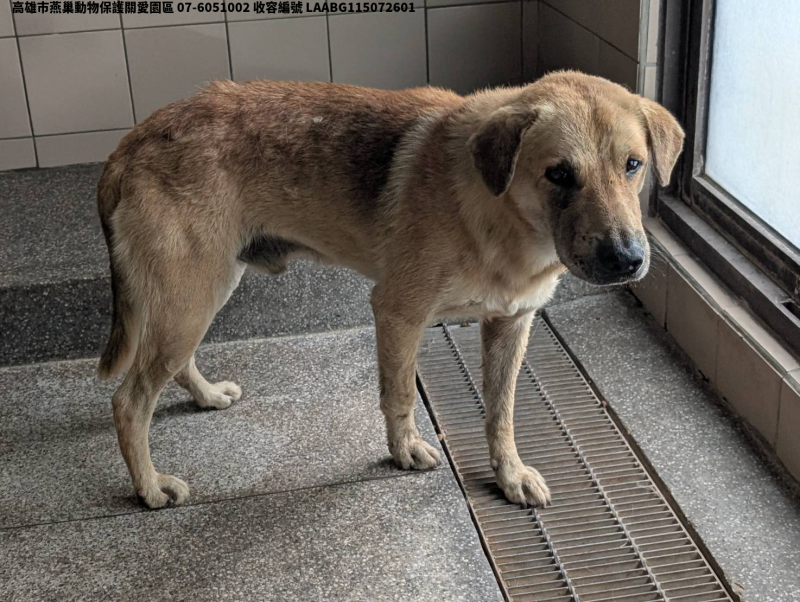 領養大型黃色公犬