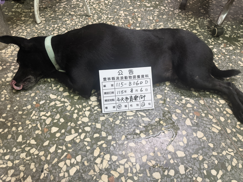 領養大型黑色公犬
