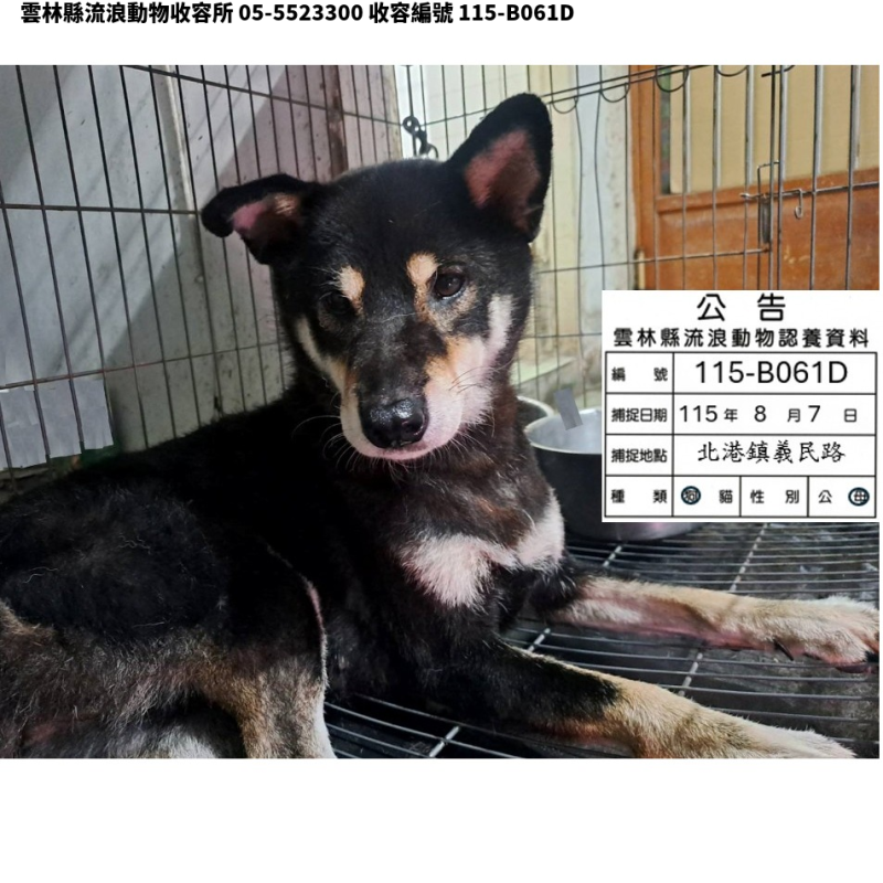 領養大型黑棕色母犬