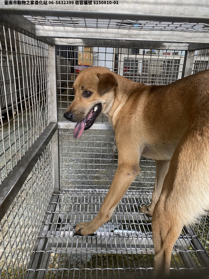 領養中型黃色公犬