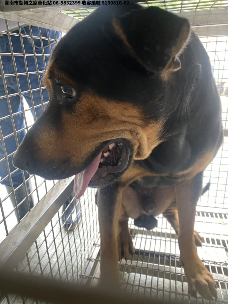 領養大型黑黃色公犬