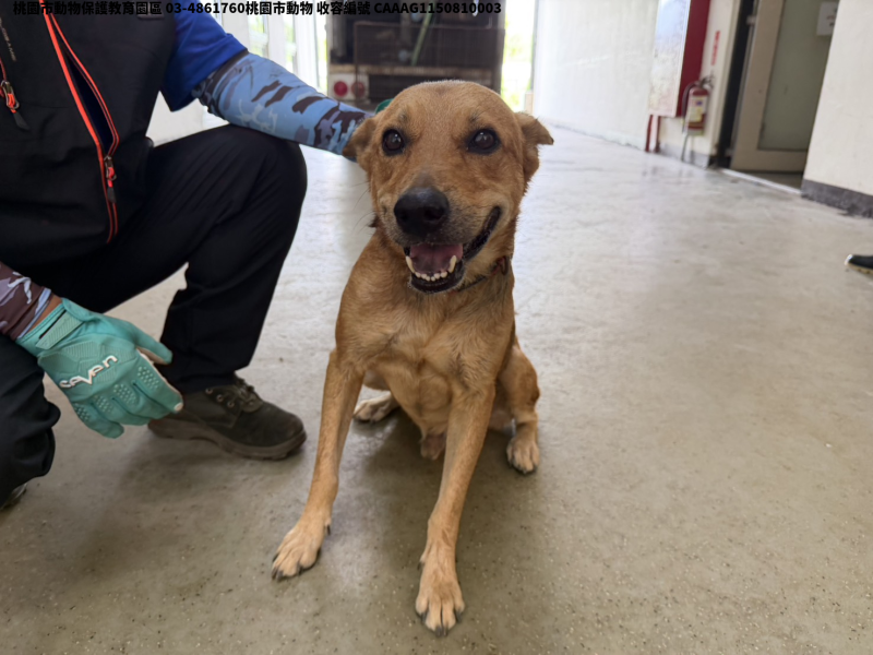 領養中型黃色公犬