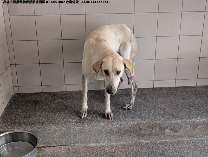 領養大型白色母犬