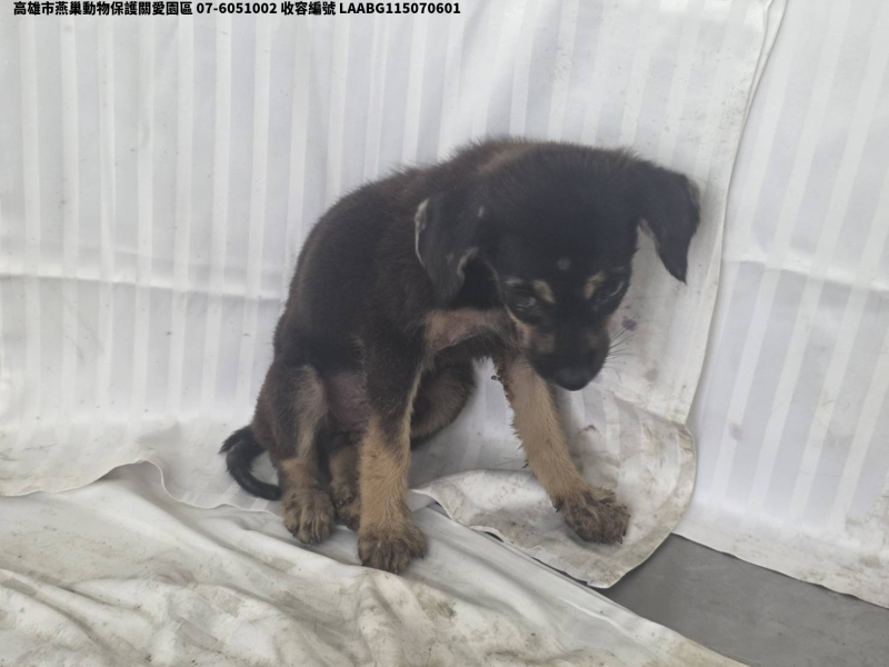 領養小型黑色公犬