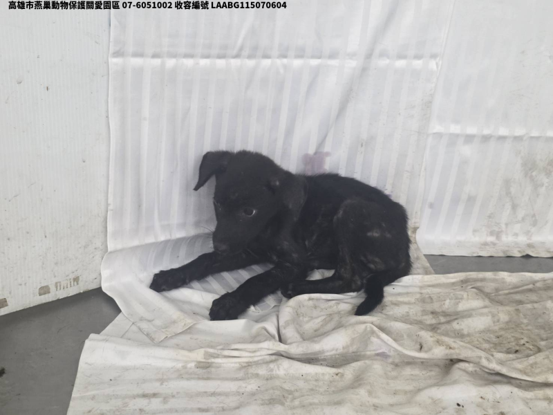 領養小型黑色母犬