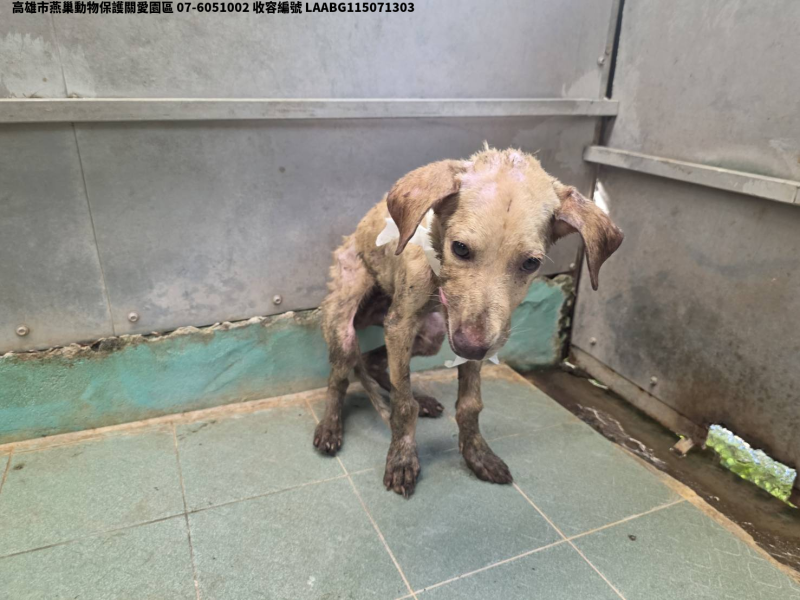 領養小型黃色公犬