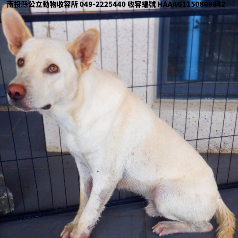 領養中型白色公犬