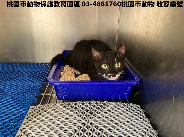 領養中型黑白色公貓