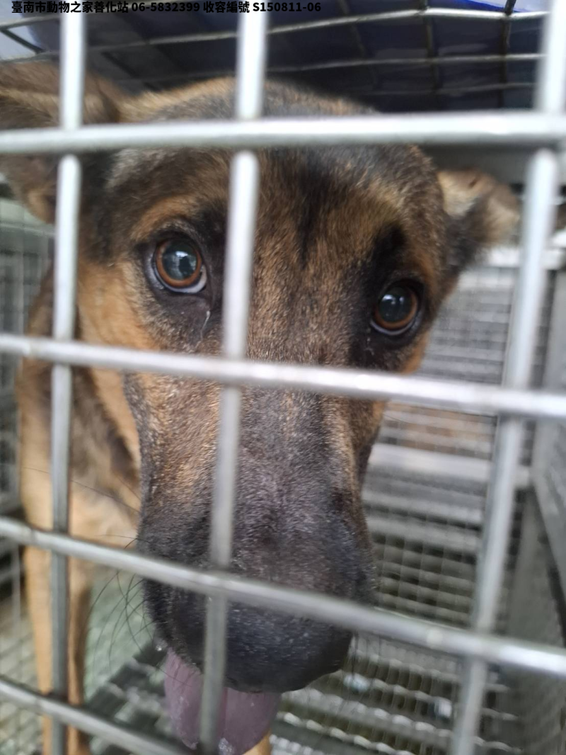 領養中型黃色公犬
