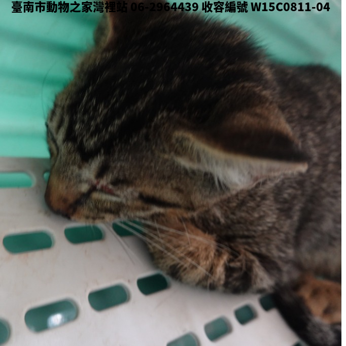 領養中型虎斑色公貓