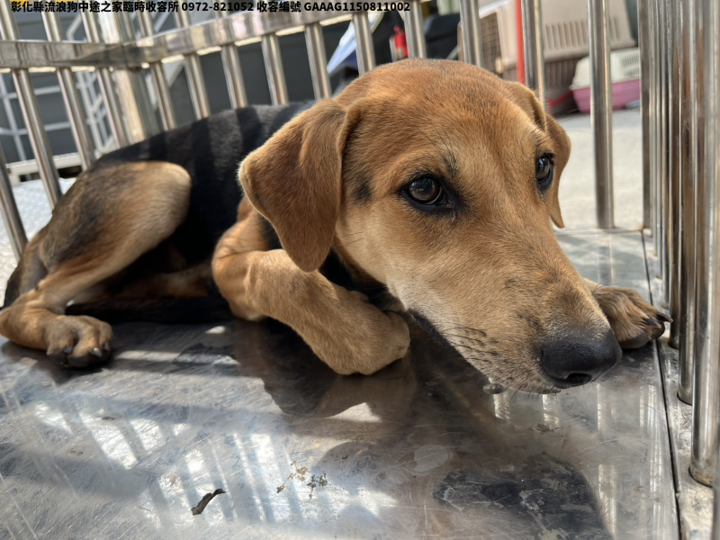 領養中型公犬