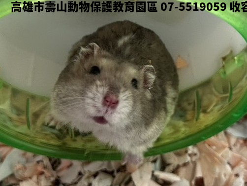 領養小型花色公其他