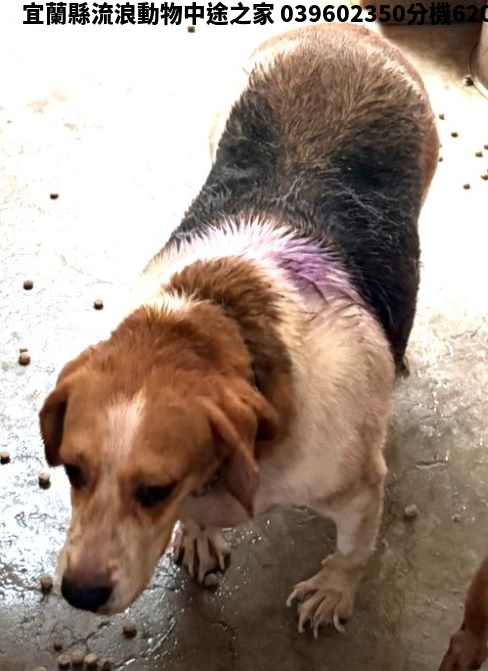領養大型棕白色母犬