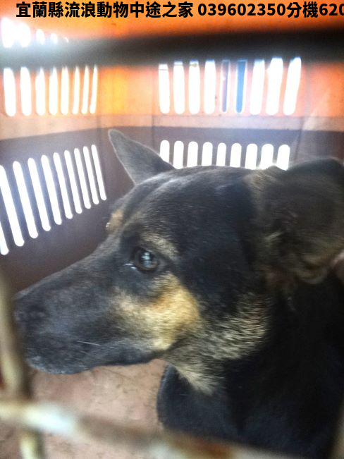 領養大型黑棕色母犬