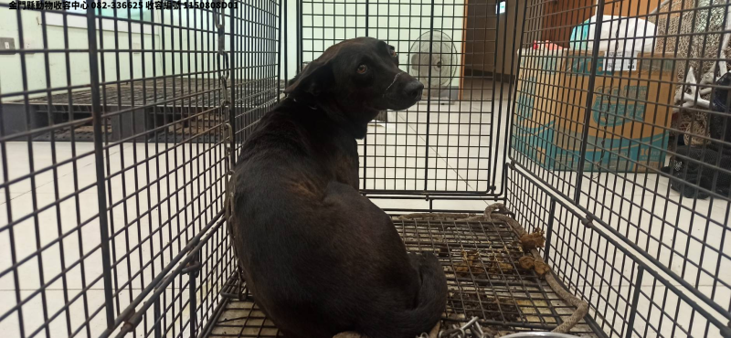 領養中型黑色母犬