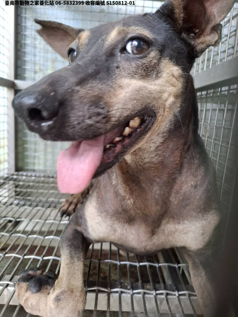 領養中型黑色母犬