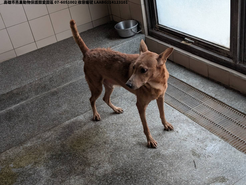 領養大型虎斑色公犬