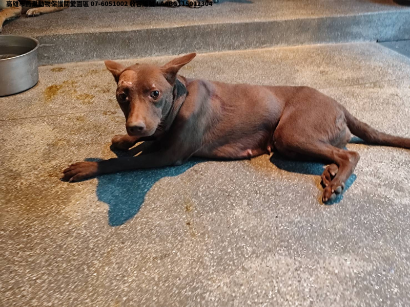 領養大型棕色母犬