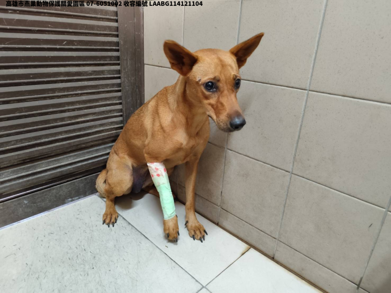 領養大型黃色母犬