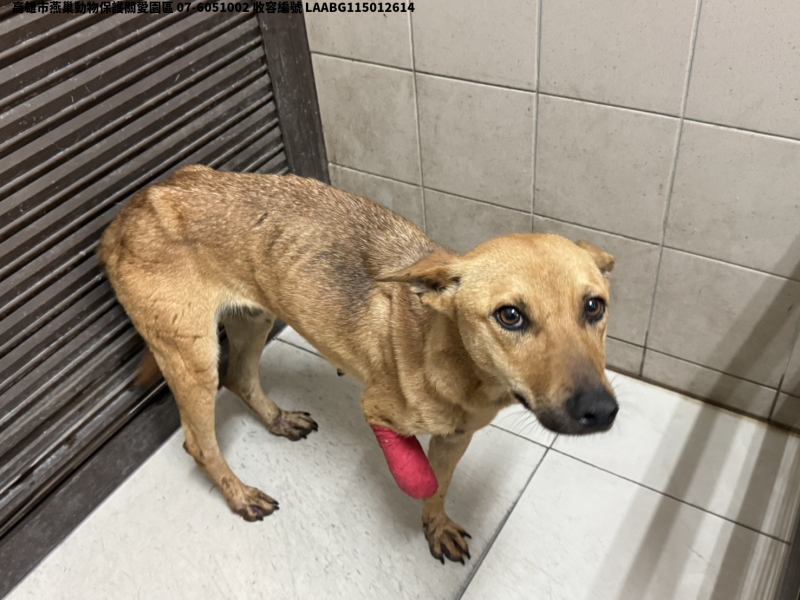 領養大型黃色母犬