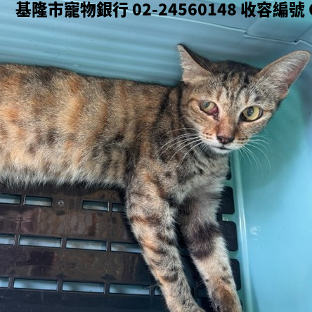 領養大型虎斑色母貓