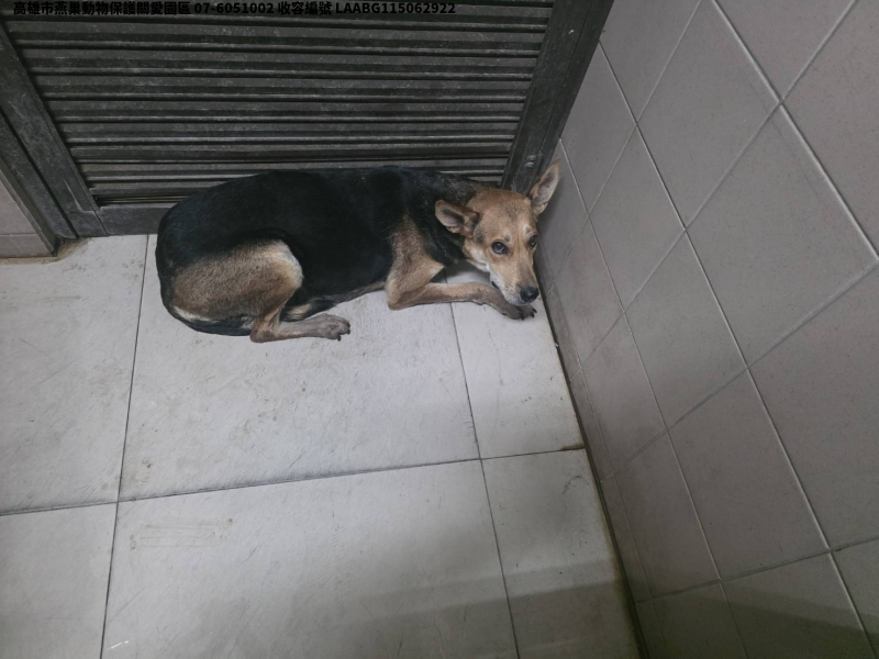 領養大型黑色母犬