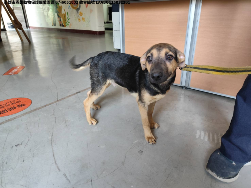 領養大型黑色公犬