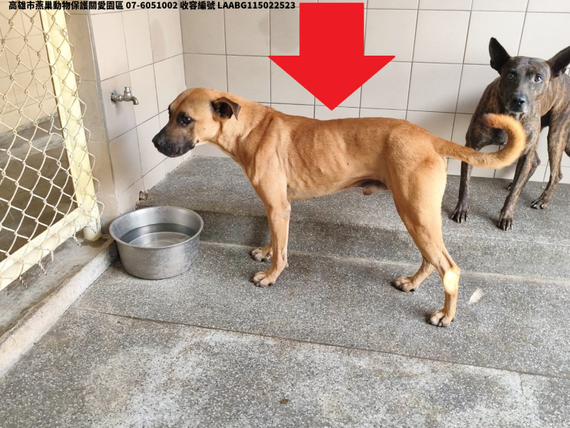 領養大型黃色公犬