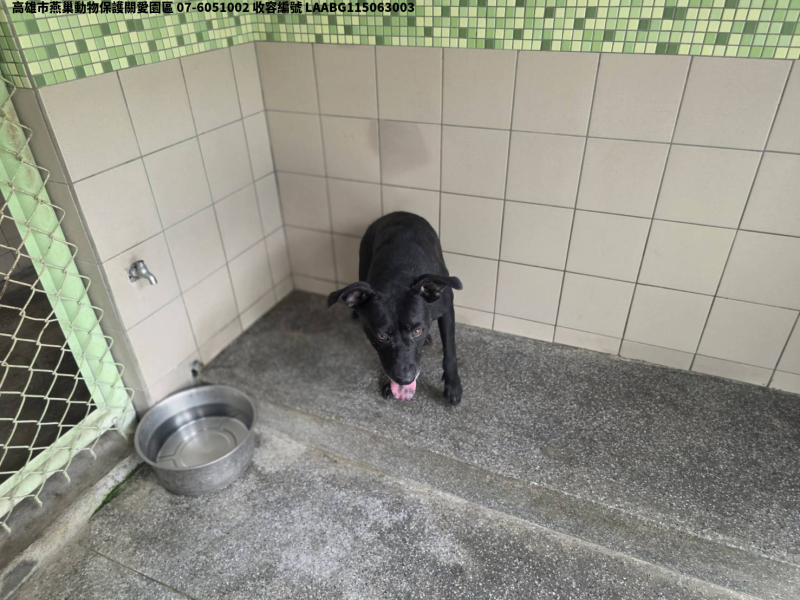 領養大型黑色公犬