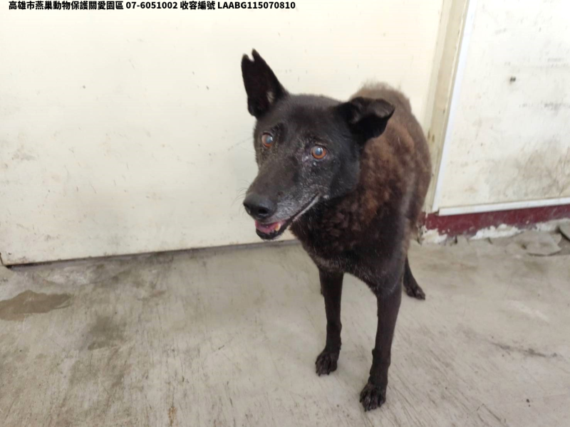 領養大型黑色母犬