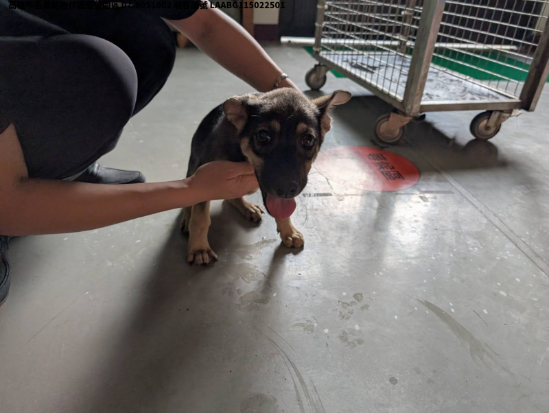 領養大型黑色公犬