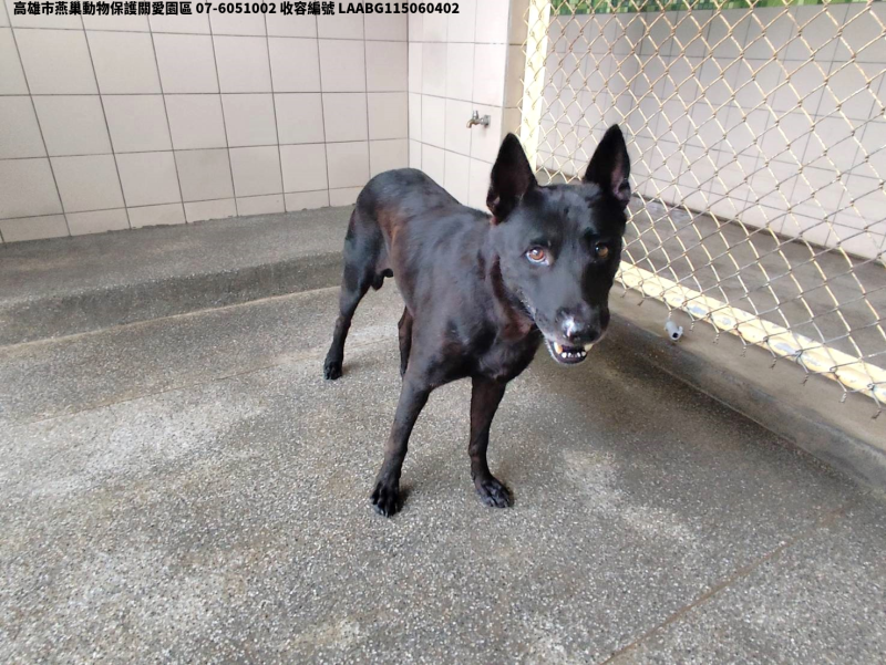 領養大型黑色公犬