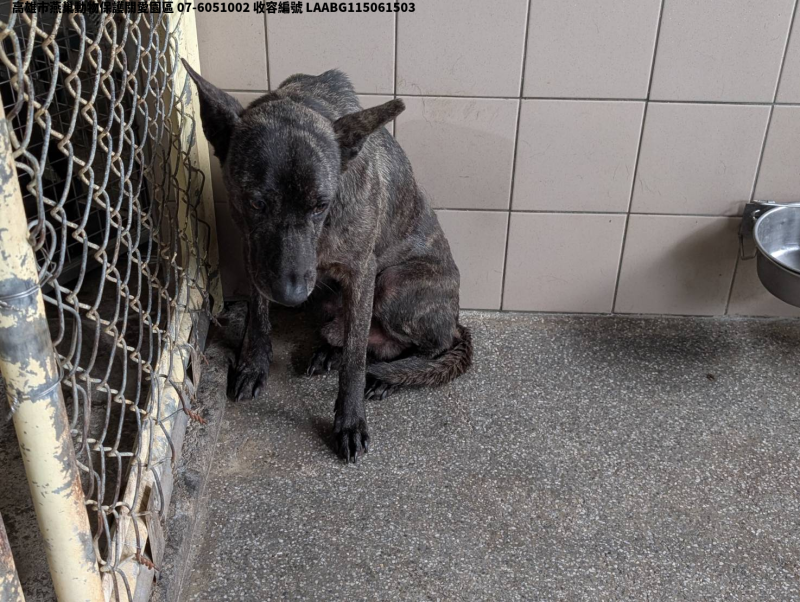 領養大型虎斑色公犬