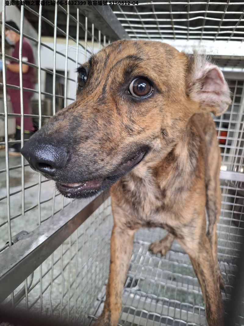 領養中型虎斑色公犬