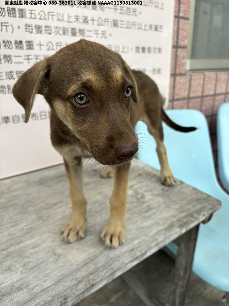 領養小型棕色母犬
