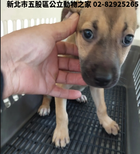 領養中型黃色母犬