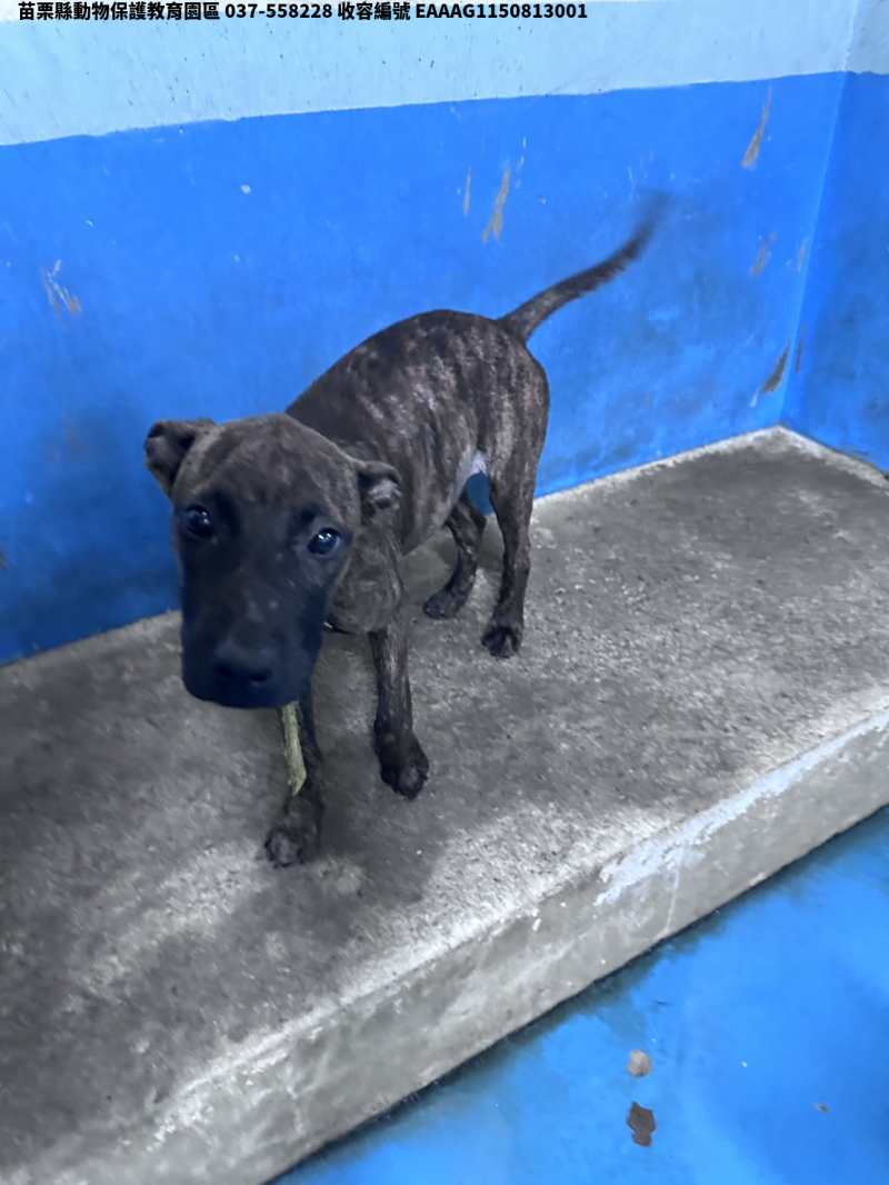 領養大型虎斑色母犬